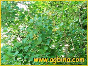   ( Viburnum cassinoides )