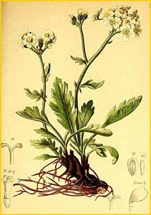   /  ( Achillea clavenae ) Atlas der Alpenflora (1882) by Anton Hartinger