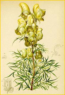   ( Aconitum anthora ) Atlas der Alpenflora (1882) by Anton Hartinger