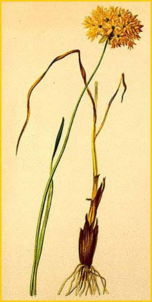   ( Allium ericetorum ) Atlas der Alpenflora (1882) by Anton Hartinger