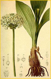   ( Allium victorialis ) Atlas der Alpenflora (1882) by Anton Hartinger