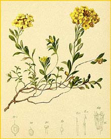   ( Alyssum cuneifolium ) Atlas der Alpenflora (1882) by Anton Hartinger
