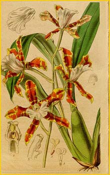  ( Miltonia / Anneliesia candida ) Curtis's Botanical Magazine 1840