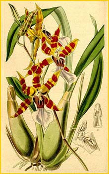   ( Miltonia clowesii )  Curtis's Botanical Magazine 1844