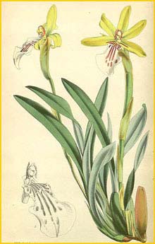   ( Miltonia flava )  Curtis's Botanical Magazine 1866