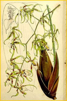   ( Miltonia phymatochila )  Curtis's Botanical Magazine 1860