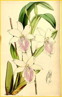   ( Miltonia regnellii )  Curtis's Botanical Magazine 