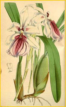   ( Miltonia spectabilis ) Curtis's Botanical Magazine