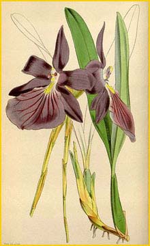   . - ( Miltonia spectabilis var. purpureo-violacea ) Curtis's Botanical Magazine 1849