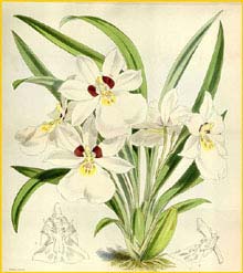  ( Miltoniopsis / Miltonia roezlii ) Curtis's Botanical Magazine 1874
