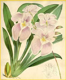   ( Miltoniopsis / Miltonia vexillaria ) Curtis's Botanical Magazine 1873