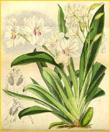   ( Miltoniopsis / Miltonia warszewiczii ) Curtis's Botanical Magazine 1875