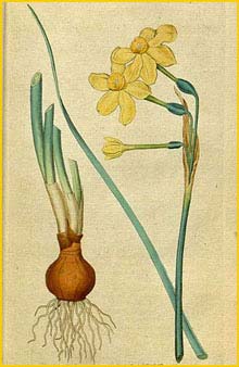    ( Narcissus jonquilla )