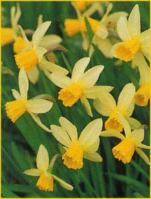   ( Narcissus cyclamineus ) hybrid 'Jack Snipe'