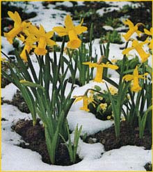   ( Narcissus cyclamineus ) hybrid 'Peeping Tom'