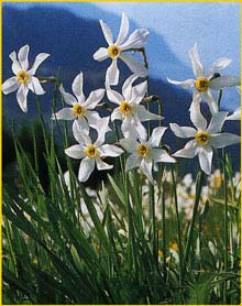   /  ( Narcissus poeticus )