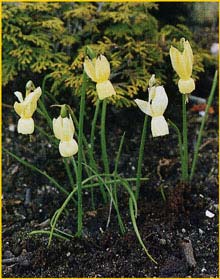   ( Narcissus triandrus )