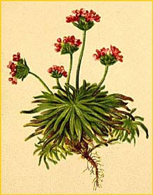 - ( Androsace carnea / brigantiaca / laggeri / rosea ) Atlas der Alpenflora (1882) by Anton Hartinger 