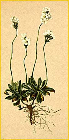   ( Androsace obtusifolia ) Atlas der Alpenflora (1882) by Anton Hartinger