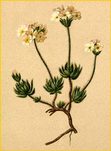   / - ( Androsace / Primula villosa / koso-poljanskii ) Atlas der Alpenflora (1882) by Anton Hartinger