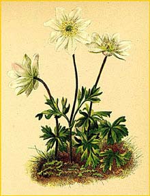   ( Anemone baldensis ) Atlas der Alpenflora (1882) by Anton Hartinger