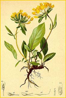     /   ( Anthyllis vulneraria subsp. alpestris / Anthyllis alpestris ) Atlas der Alpenflora (1882) by Anton Hartinger