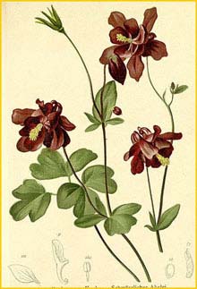  /   / - ( Aquilegia atrata / atroviolacea ) Atlas der Alpenflora (1882) by Anton Hartinger