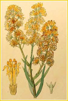    ( Nuytsia  floribunda ) Edwards's Botanical Register - Plate 4