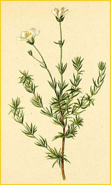   ( Arenaria grandiflora ) Atlas der Alpenflora (1882) by Anton Hartinger