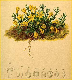   /   /   ( Vitaliana primuliflora / Douglasia vitaliana / Aretia vitaliana ) Atlas der Alpenflora (1882) by Anton Hartinger 
