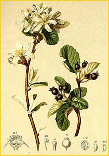   /   ( Amelanchier valis / rotundifolia / Aronia rotundifolia ) Atlas der Alpenflora (1882) by Anton Hartinger 