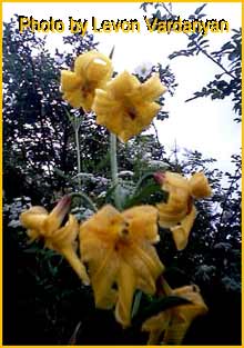     ( Lilium  armenum /   szovitsianum var. armenum )