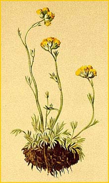   ( Artemisia glacialis ) Atlas der Alpenflora (1882) by Anton Hartinger