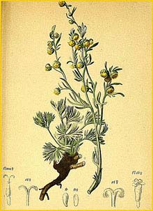   /  ( Artemisia laxa / umbelliformis / mutellina ) Atlas der Alpenflora (1882) by Anton Hartinger