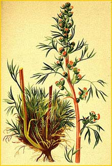   ( Artemisia nana ) Atlas der Alpenflora (1882) by Anton Hartinger