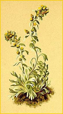   ( Artemisia spicata ) Atlas der Alpenflora (1882) by Anton Hartinger