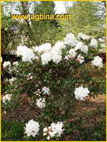  ( Rhododendron aberconwayi )