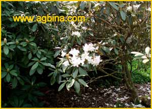   ( Rhododendron balfourianum )
