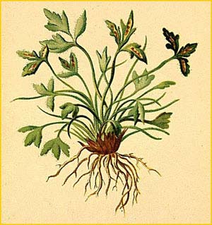   ( Asplenium seelosi ) Atlas der Alpenflora (1882) by Anton Hartinger