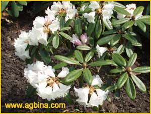  ( Rhododendron bureavioides )