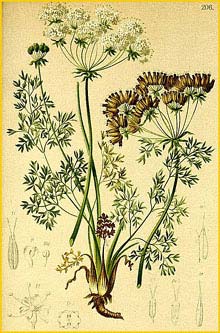   ( Athamantha cretensis ) Atlas der Alpenflora (1882) by Anton Hartinger