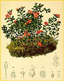   /   ( Loiseleuria procumbens / Azalea procumbens ) Atlas der Alpenflora (1882) by Anton Hartinger 