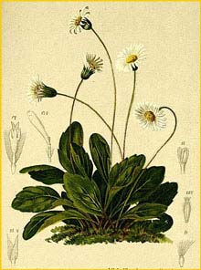   ( Bellidiastrum michelii ) Atlas der Alpenflora (1882) by Anton Hartinger