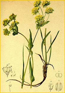  ( Bupleurum petraeum ) Atlas der Alpenflora (1882) by Anton Hartinger