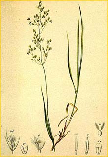   ( Calamagrostis tenella ) Atlas der Alpenflora (1882) by Anton Hartinger
