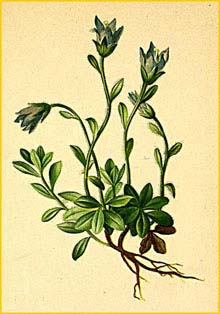   ( Campanula cenisia ) Atlas der Alpenflora (1882) by Anton Hartinger