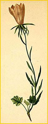   ( Campanula linifolia ) Atlas der Alpenflora (1882) by Anton Hartinger