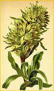   ( ampanula thyrsoides ) Atlas der Alpenflora (1882) by Anton Hartinger