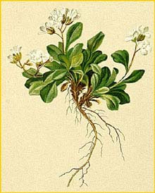   ( Cardamine bellidifolia ) Atlas der Alpenflora (1882) by Anton Hartinger