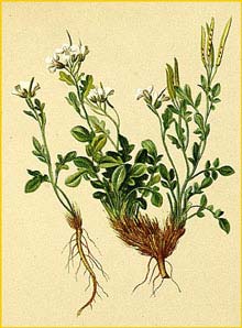   ( Cardamine resedifolia ) Atlas der Alpenflora (1882) by Anton Hartinger